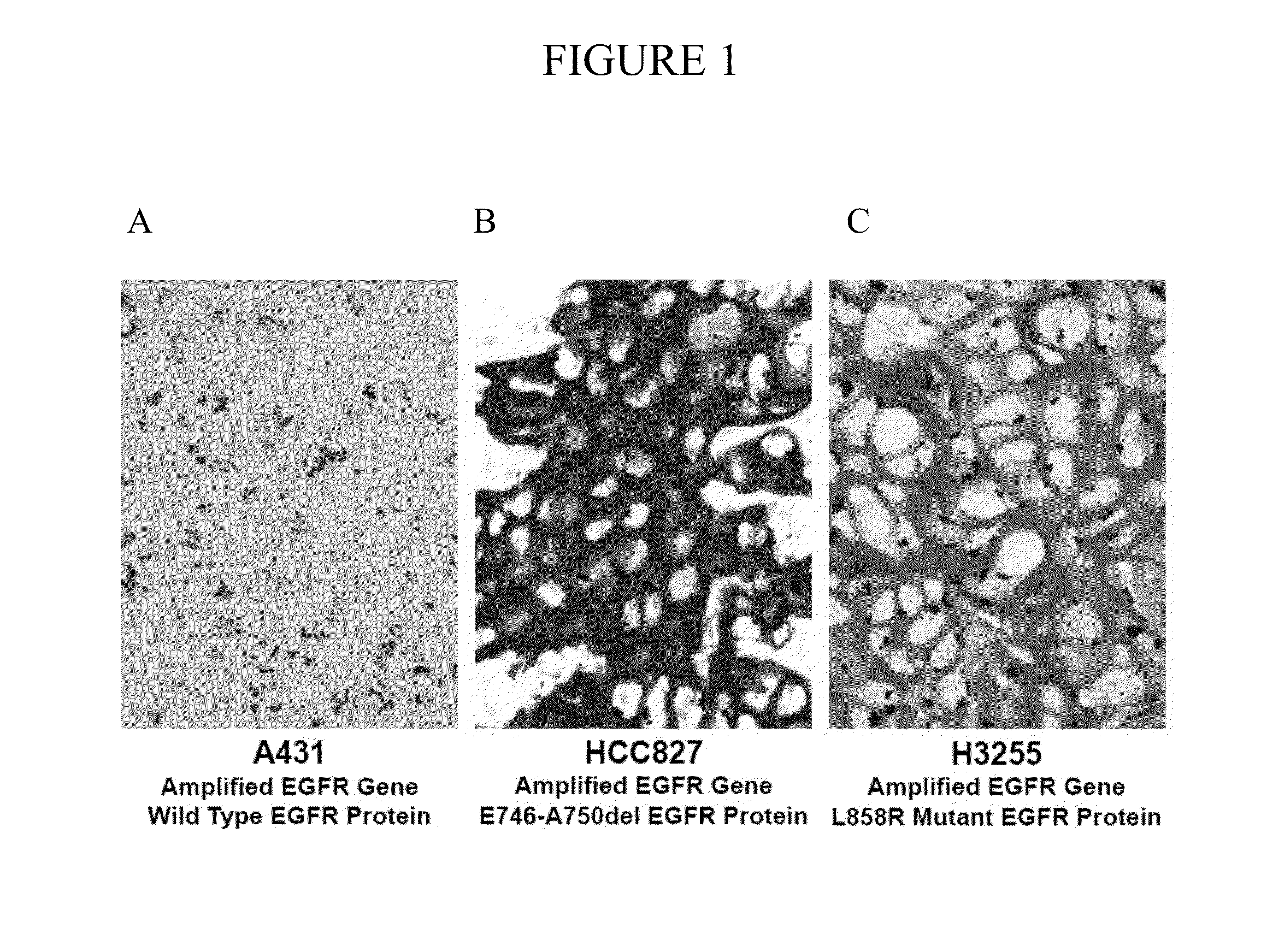 Simultaneous detection of mutational status and gene copy number