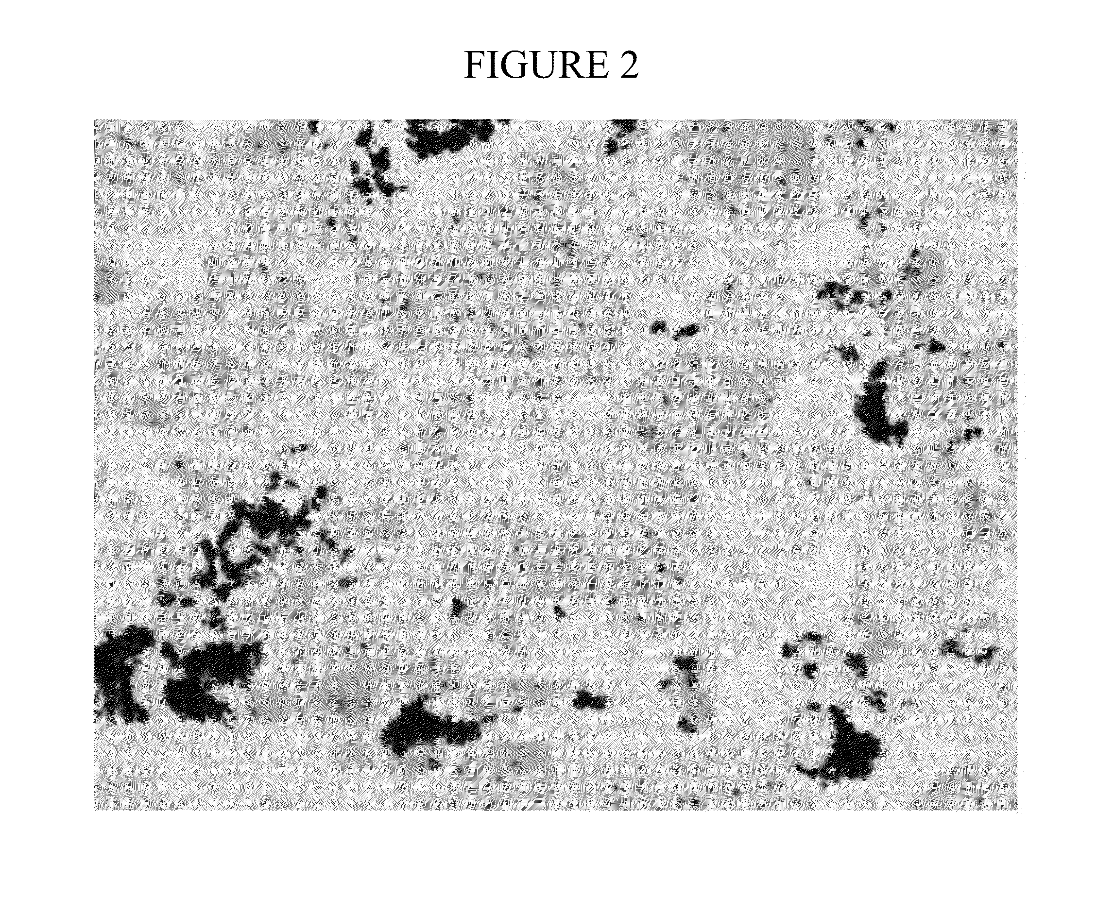 Simultaneous detection of mutational status and gene copy number