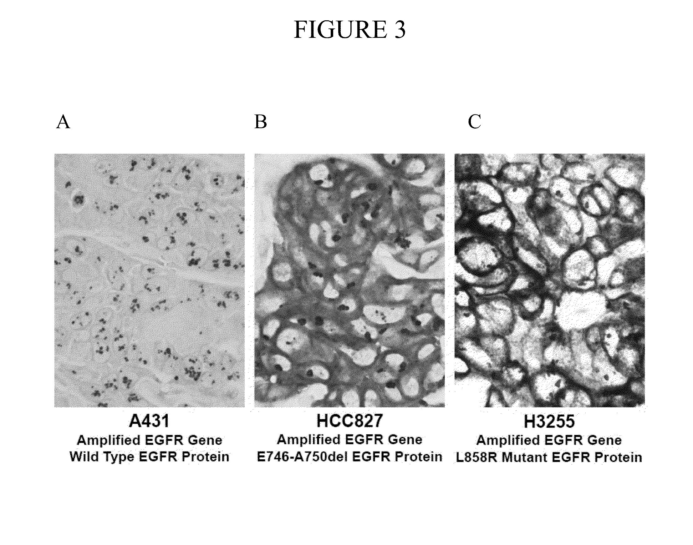 Simultaneous detection of mutational status and gene copy number