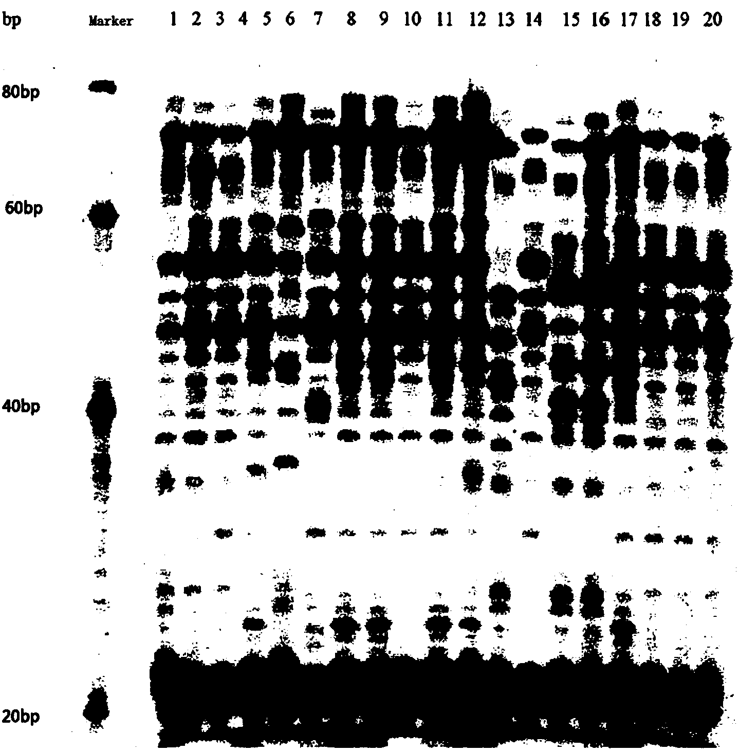 Method for detecting mycobacterium tuberculosis rpoB mutant genes