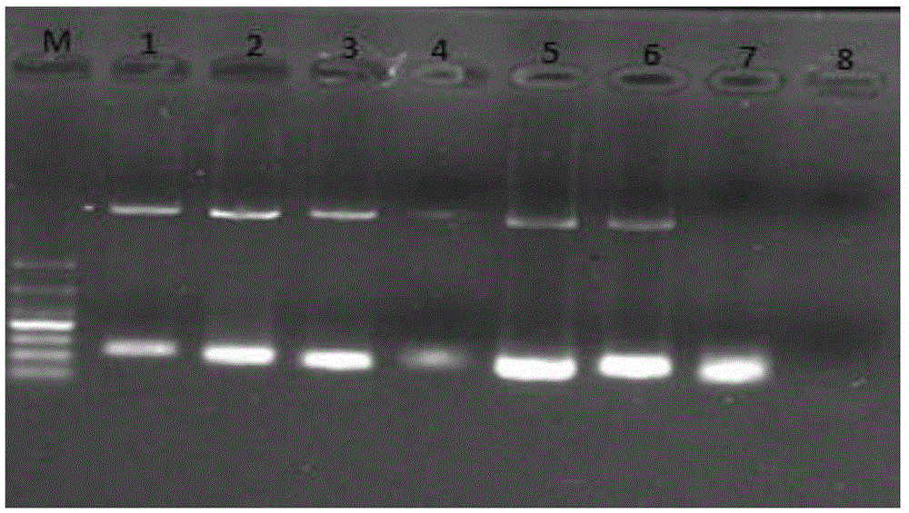 Multi-fluorescence immunity analysis method for quickly distinguishing PEDV, TGEV and PoRV