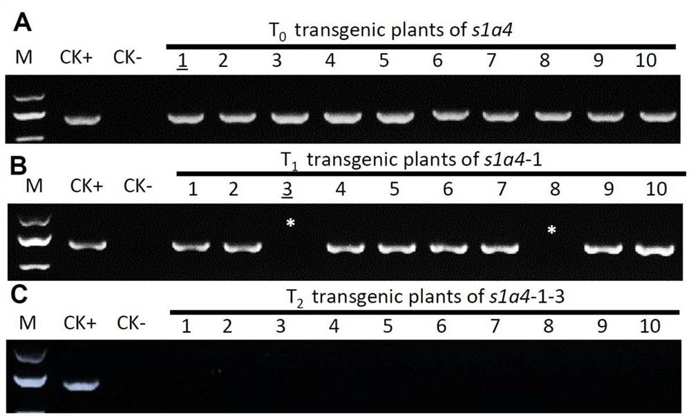 A gene s1a4 controlling sterility in Asian-African rice hybrids and its application