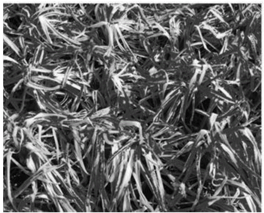 Method for quantitatively measuring green leaf rate of herbaceous plant quickly based HSV color space