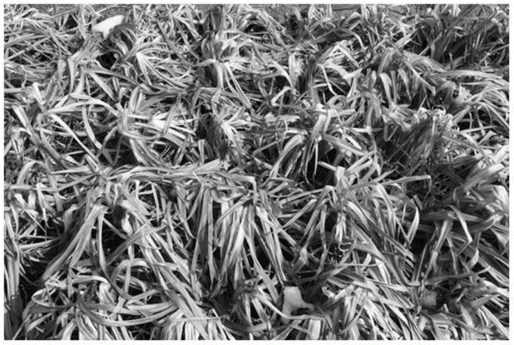 Method for quantitatively measuring green leaf rate of herbaceous plant quickly based HSV color space