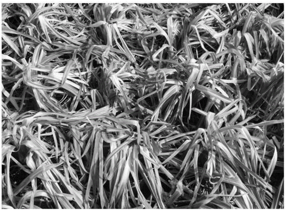 Method for quantitatively measuring green leaf rate of herbaceous plant quickly based HSV color space