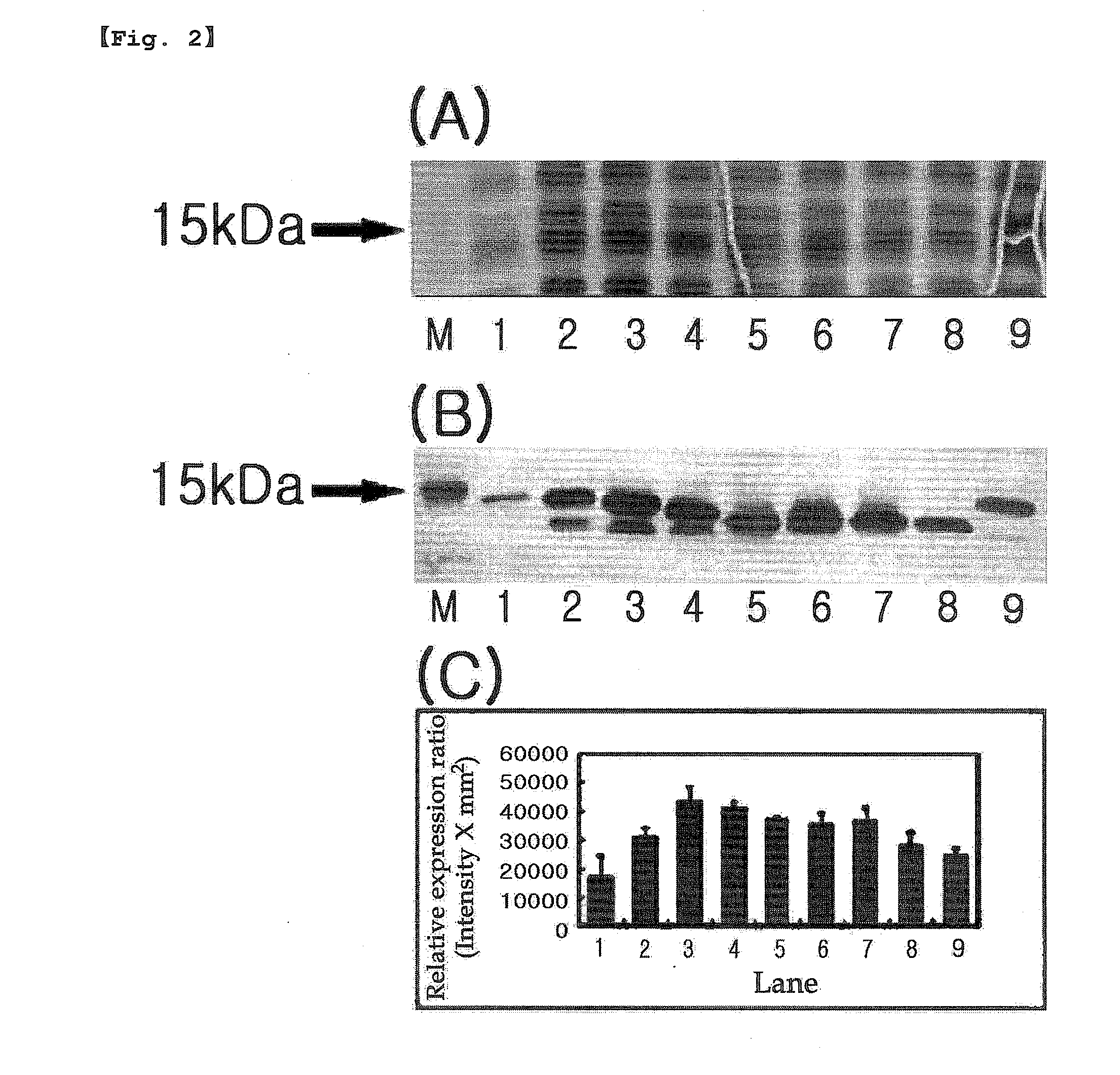 Production of soluble recombinant protein by pi value control of n-terminal