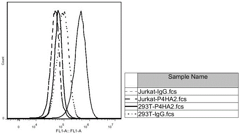 Detection marker and kit for B lymphoma and leukemia and application of detection marker and kit