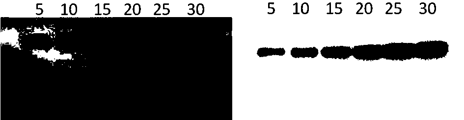 Fluorescent immunoblotting detection method of quantum dot nanosphere marker