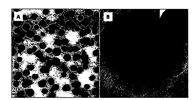 Carbon-wrapped polyhedron silver nano-particle and controllable self-assembly preparation method thereof