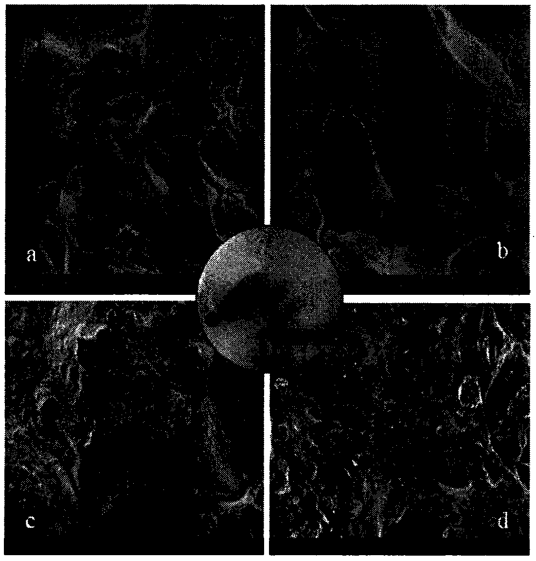 Preparation method of sodium alginate/inorganic mineral joint-loaded nanometer zero-valent iron