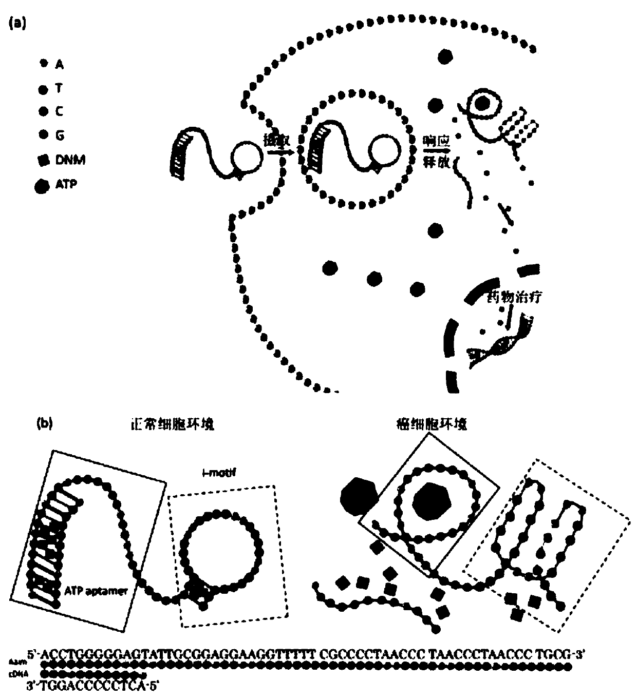 Preparation and applications of pH and ATP response-type nano carrier