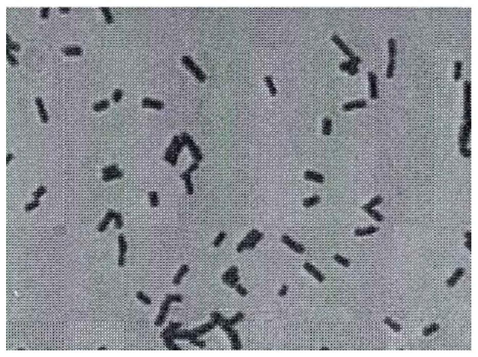 Lactobacillus sake for relieving anaphylactic reaction and preparation method thereof