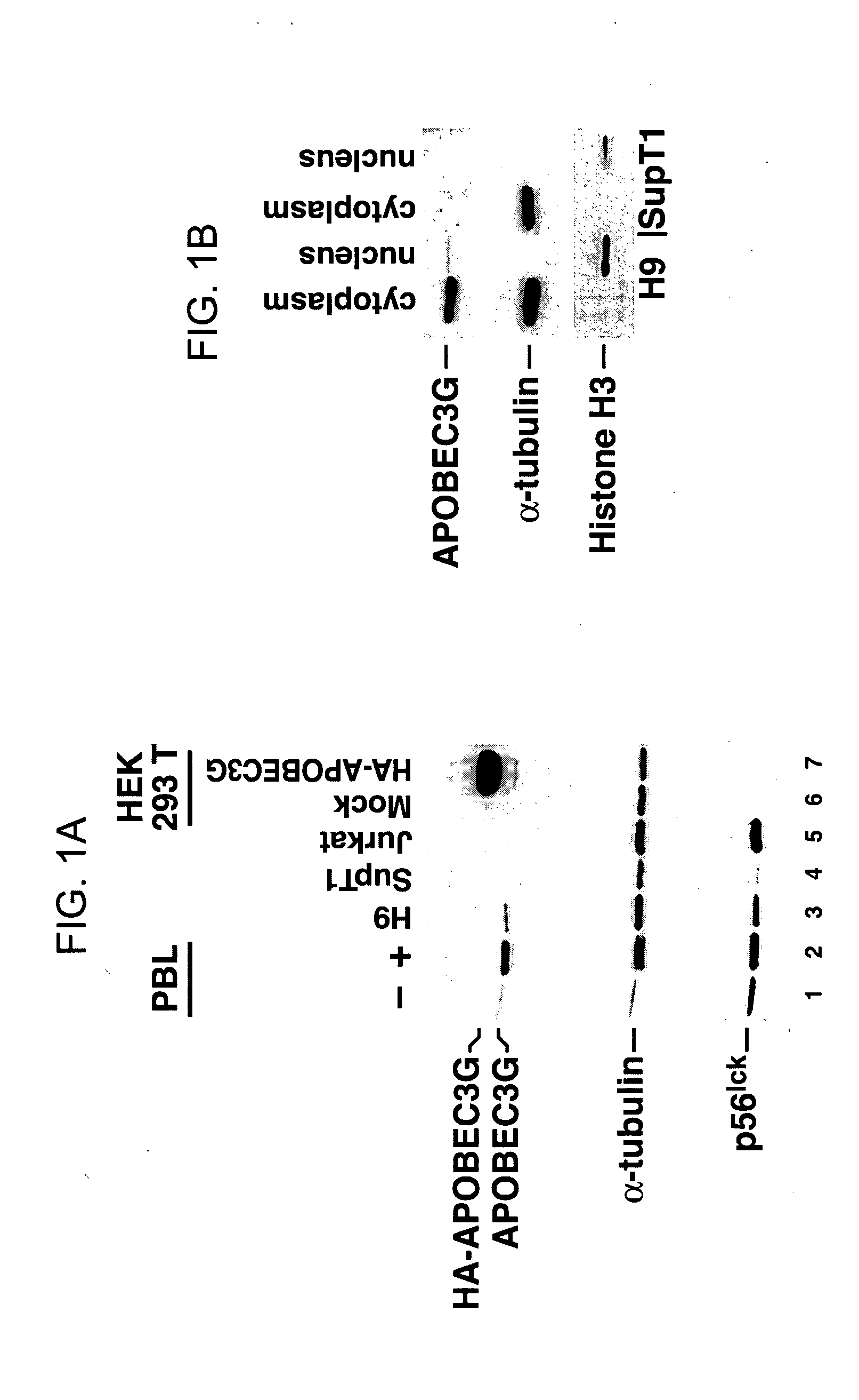 Methods for treating lentivirus infections