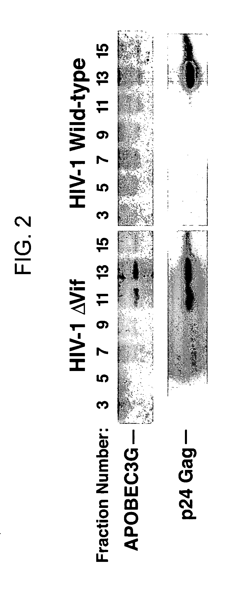 Methods for treating lentivirus infections