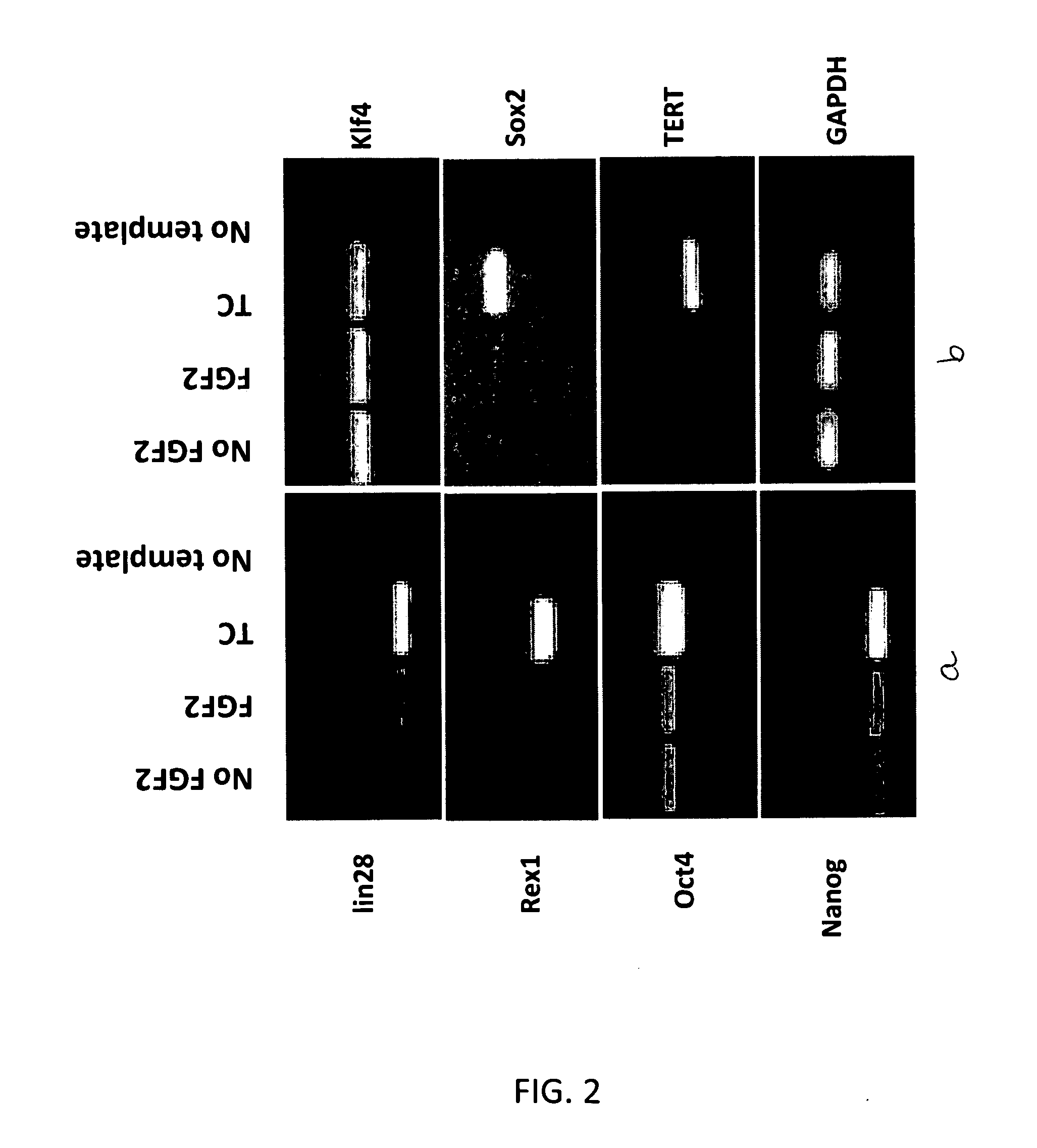 Novel use of basic fibroblast growth factor in the de-differentiation of animal connective tissue cells