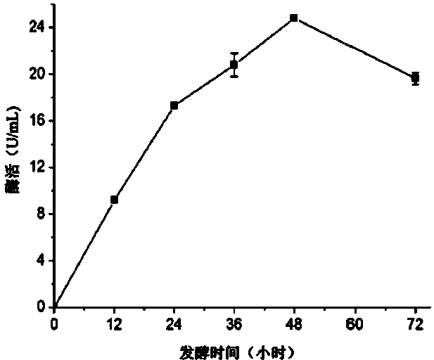 Pullulanase, pullulanase producing strain and application of pullulanase