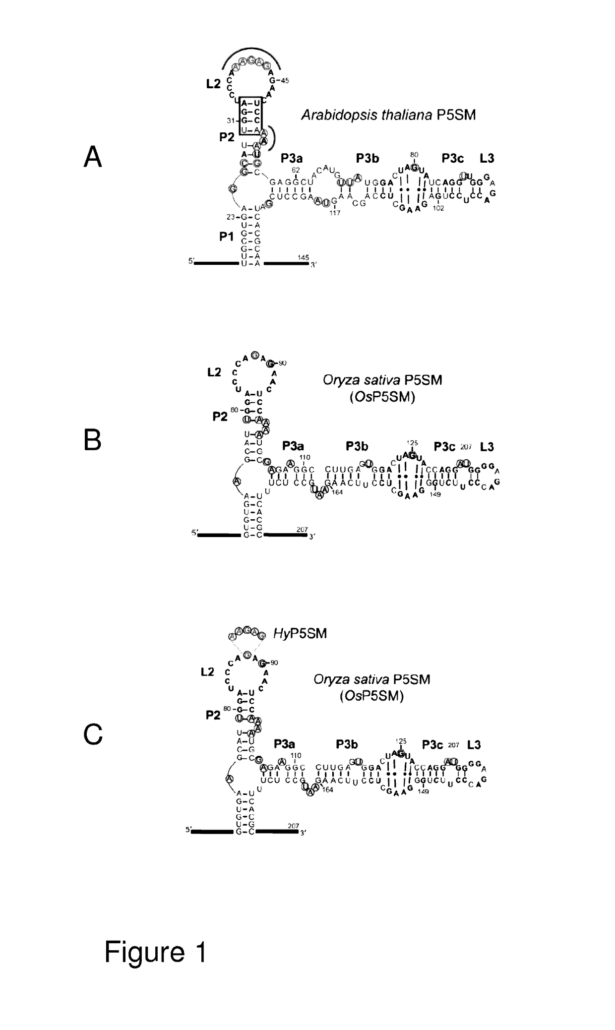 P5SM suicide exon for regulating gene expression