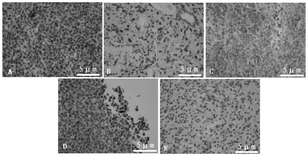 Application of turnip acidic polysaccharide BRAP-2