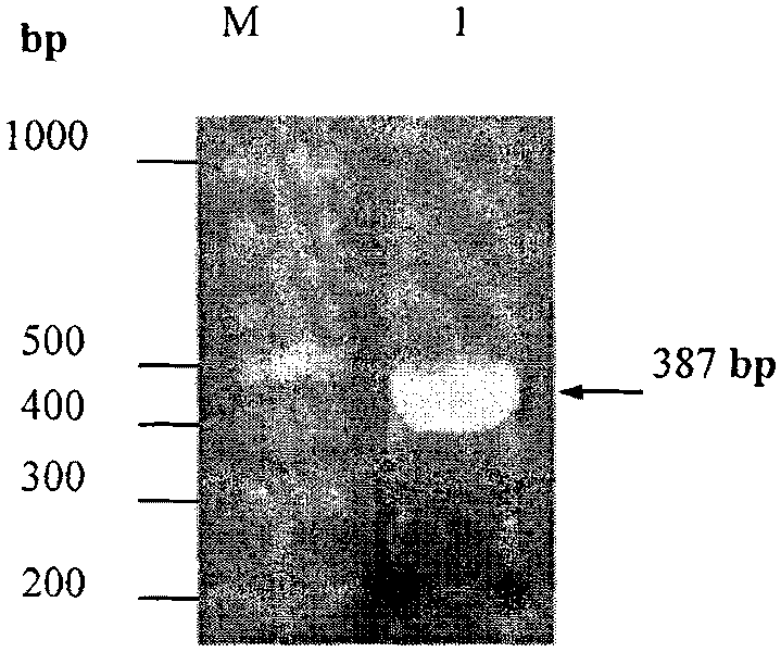 Preparation for PRRSV-N-IgY antibody and application thereof in detecting PRRSV