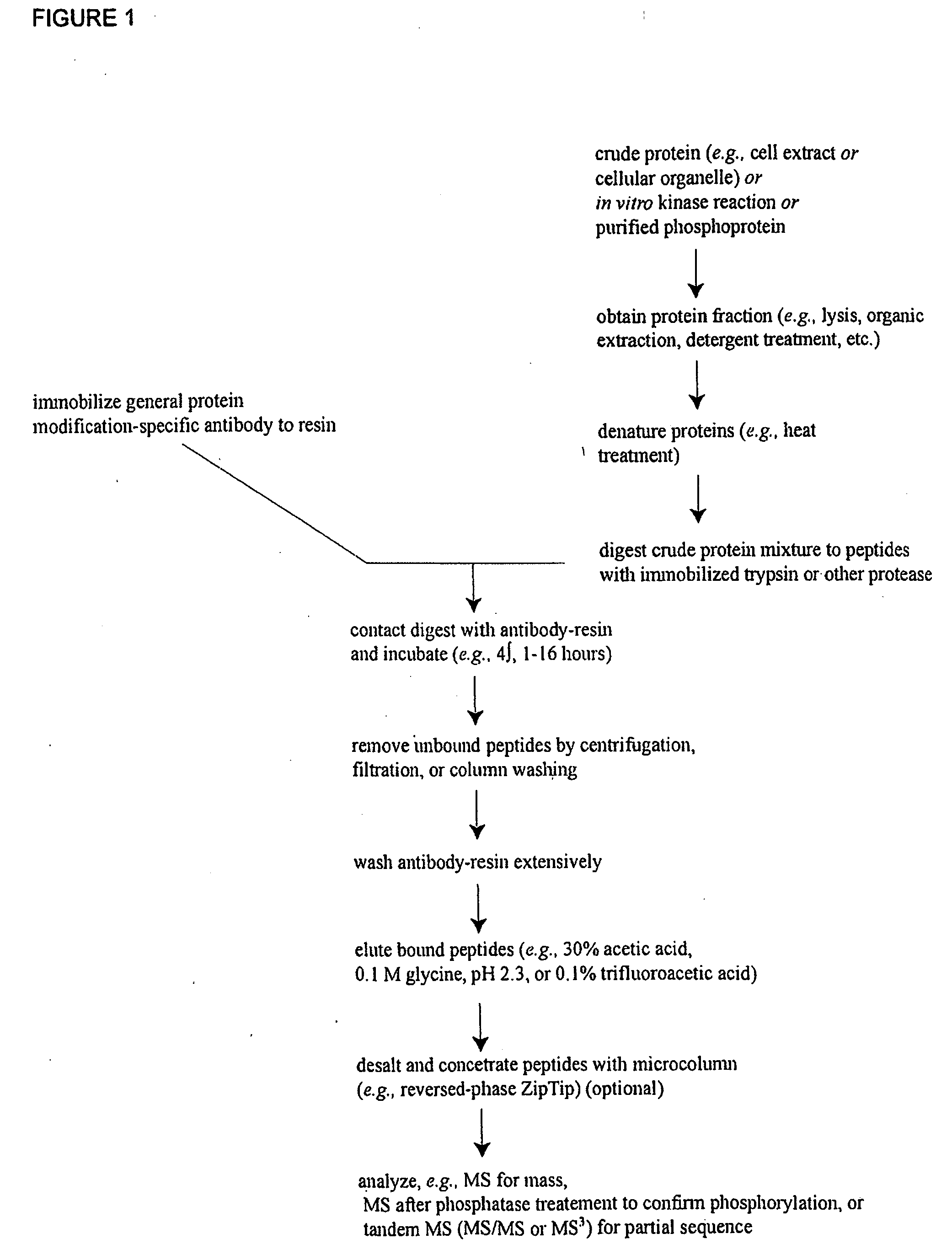 Serine and threoninephosphorylation sites