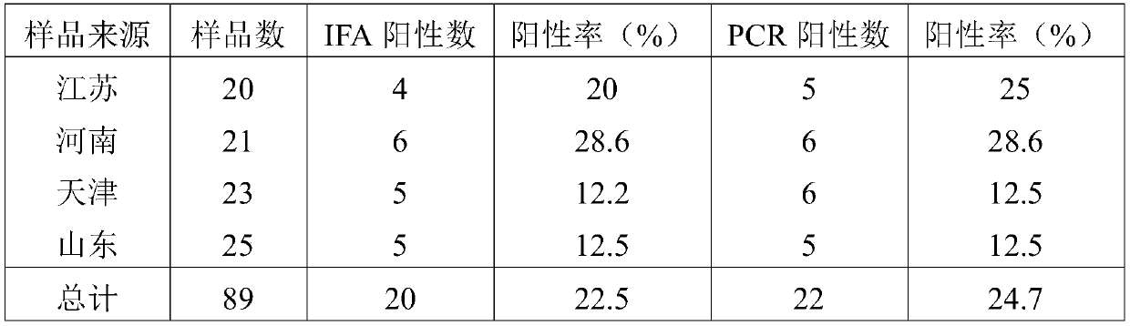 A detection method for Bordetella bronchiseptica in rabbits