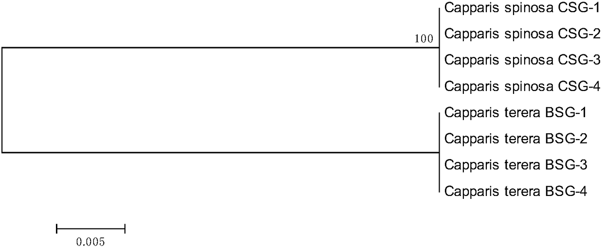 Method for identifying capparis spinosa and capparis tenera and application thereof