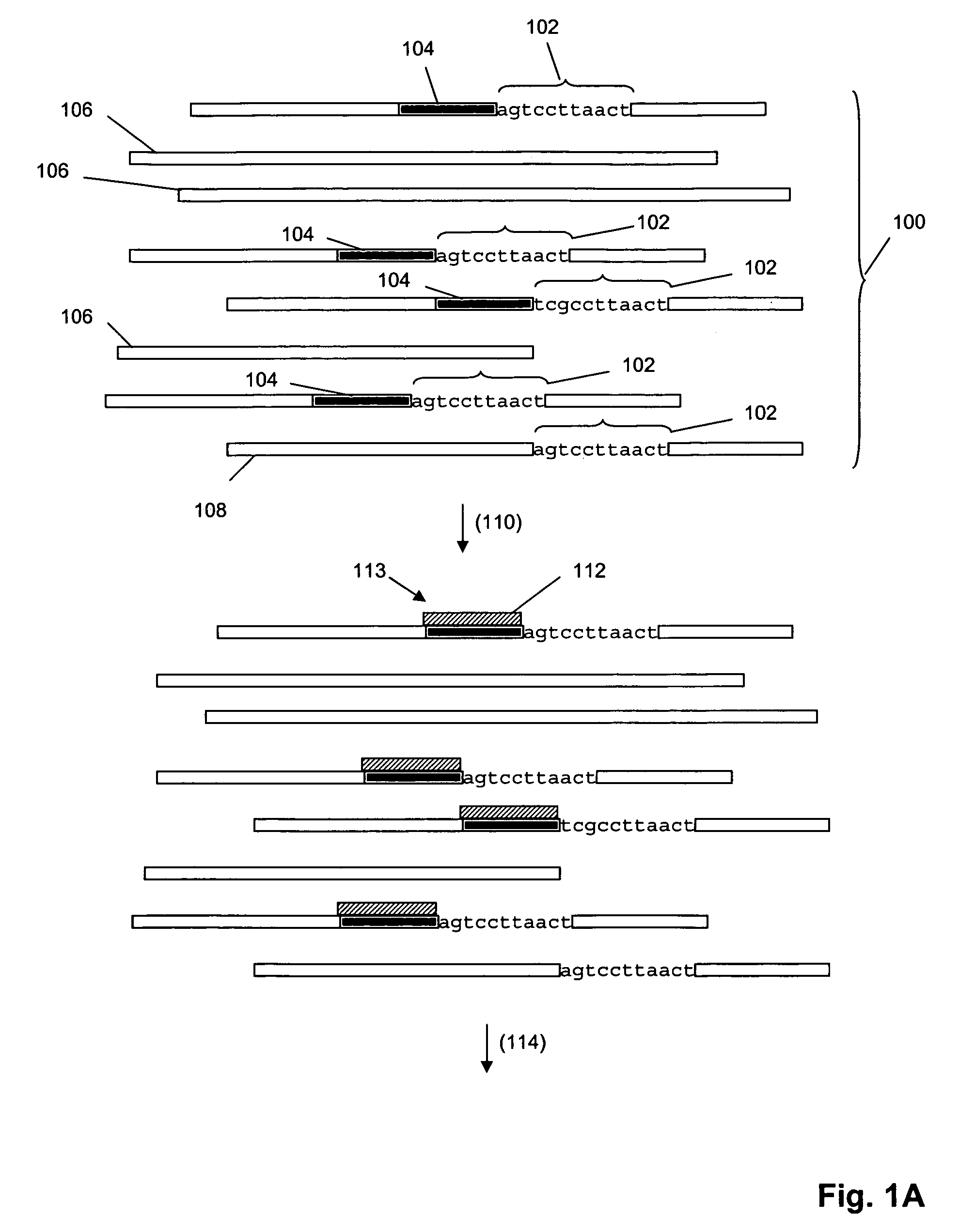 Genetic analysis by sequence-specific sorting