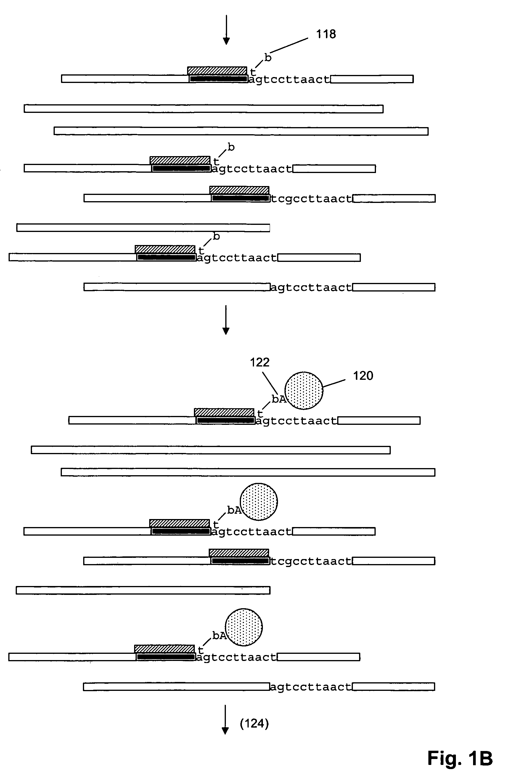 Genetic analysis by sequence-specific sorting