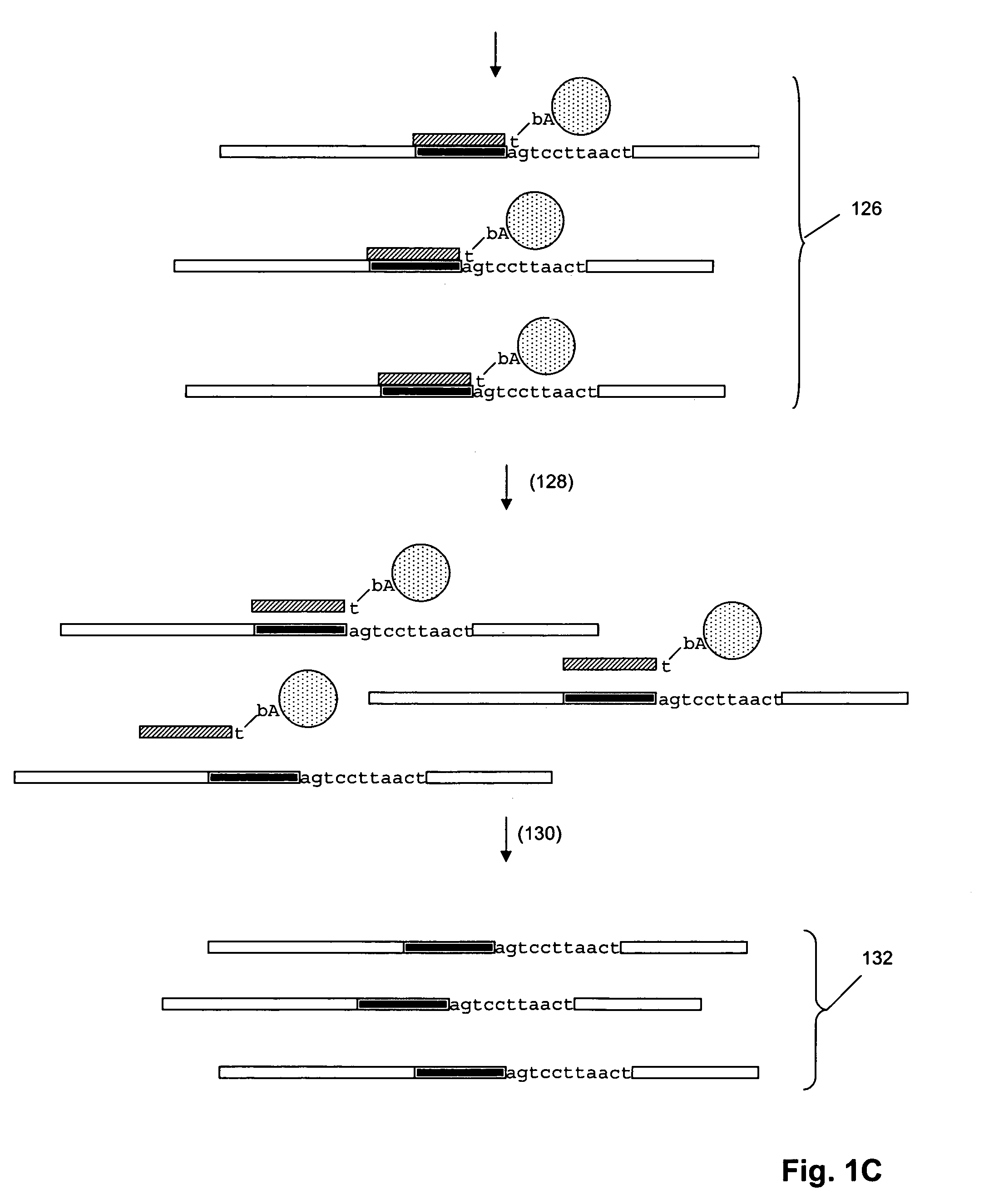 Genetic analysis by sequence-specific sorting