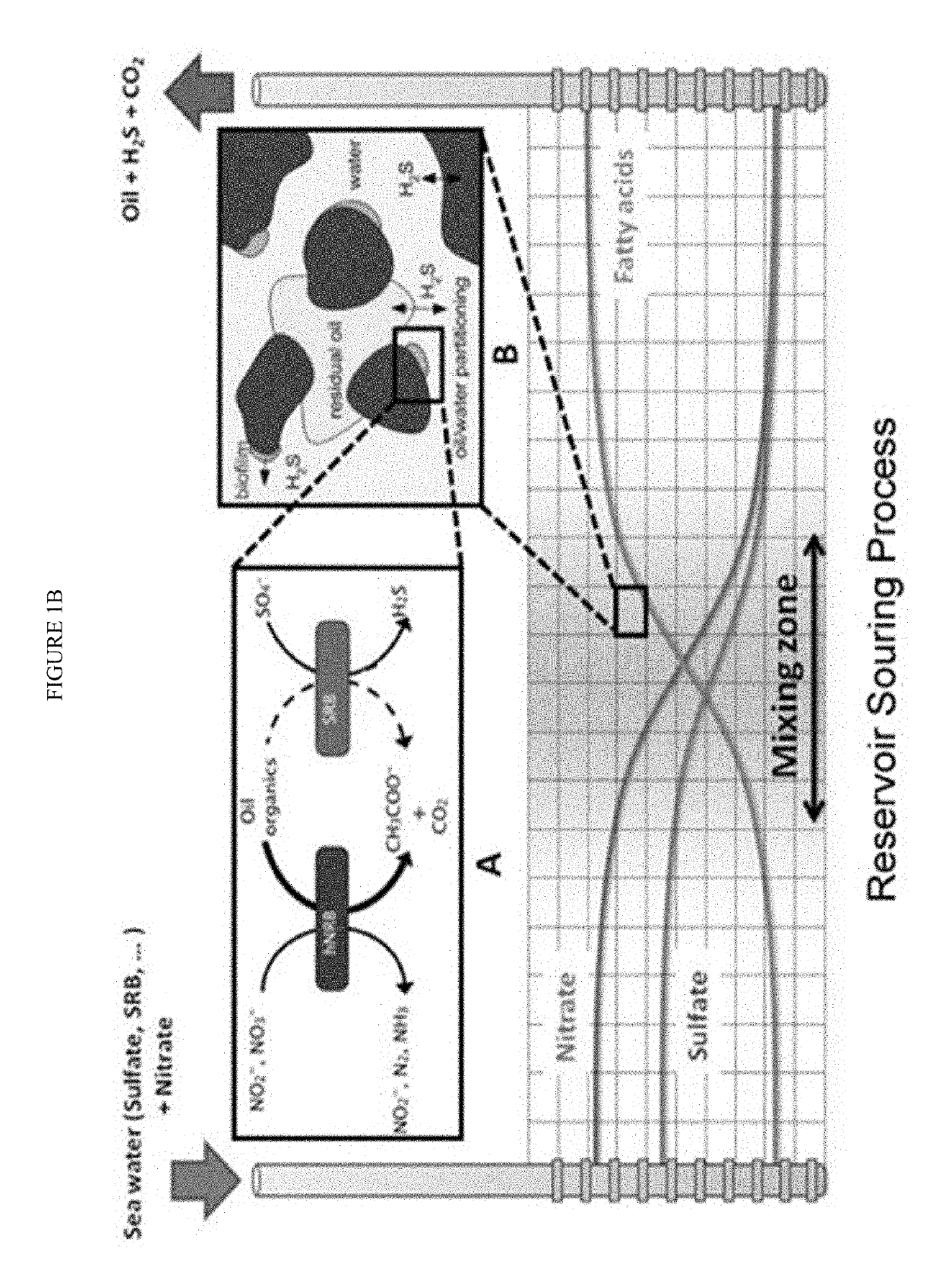 Reservoir souring forecasting