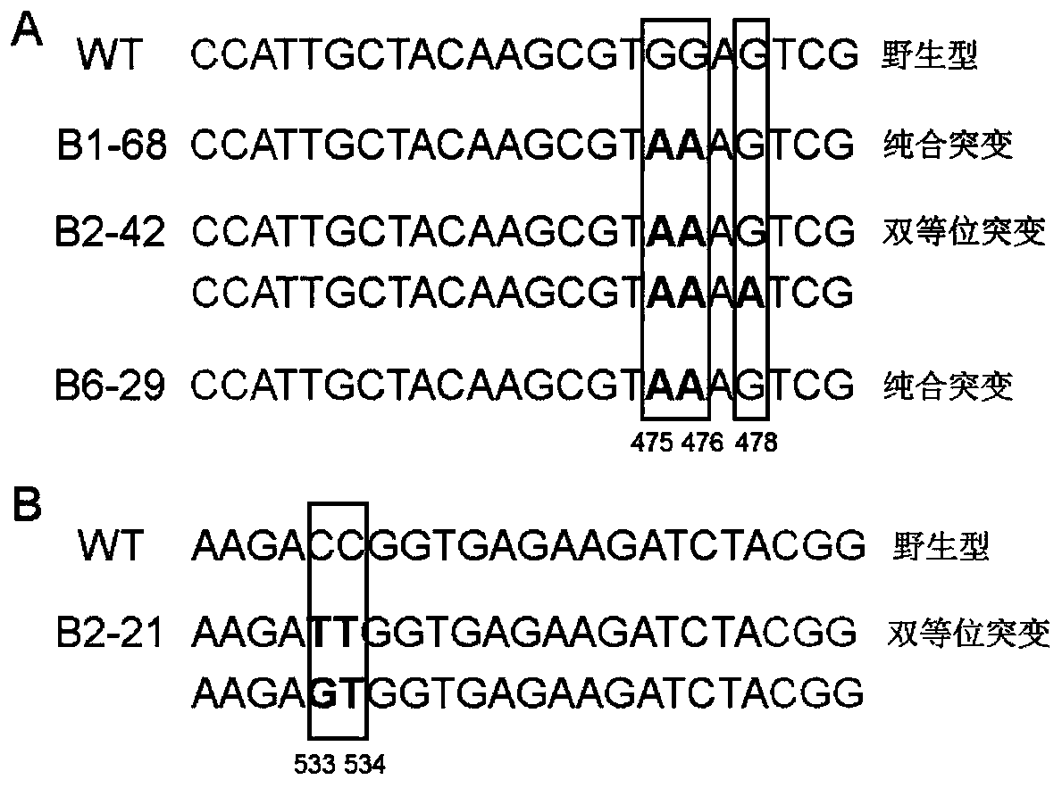 Wx mutant protein based on gene editing technology and application of gene of Wx mutant protein in plant breeding