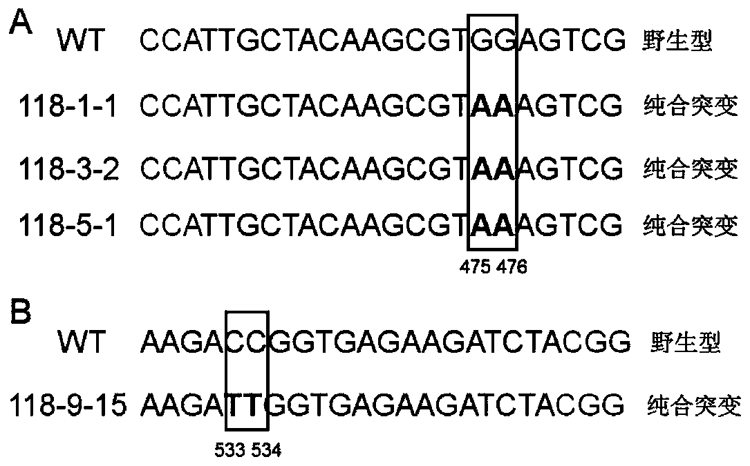 Wx mutant protein based on gene editing technology and application of gene of Wx mutant protein in plant breeding