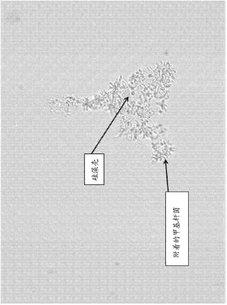 Microbial fermentation methods and compositions