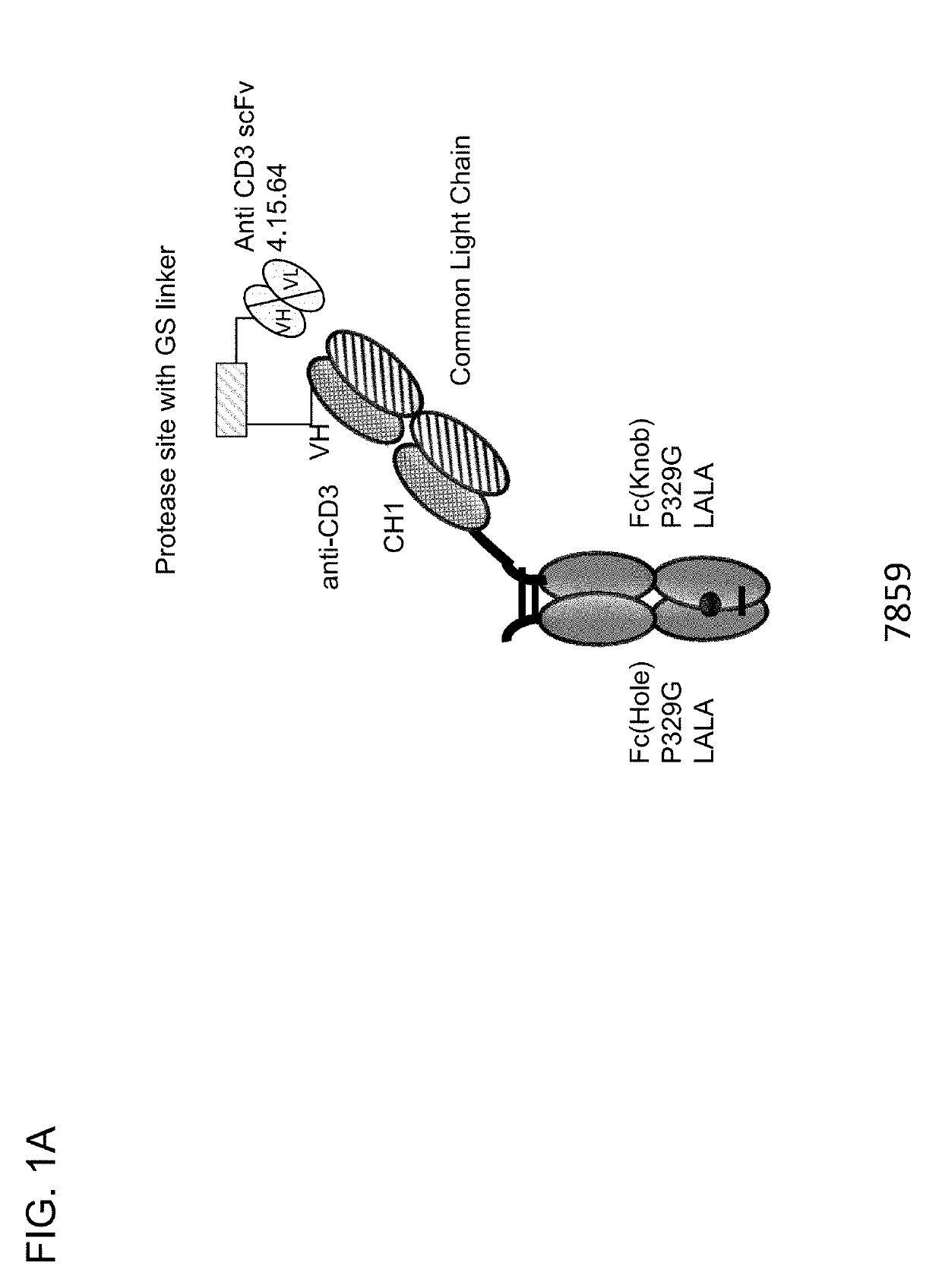 Protease-activated t cell bispecific molecules