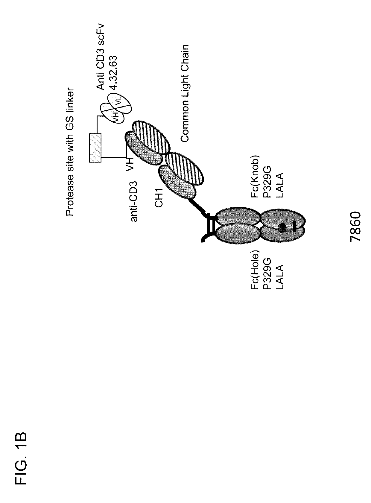 Protease-activated t cell bispecific molecules