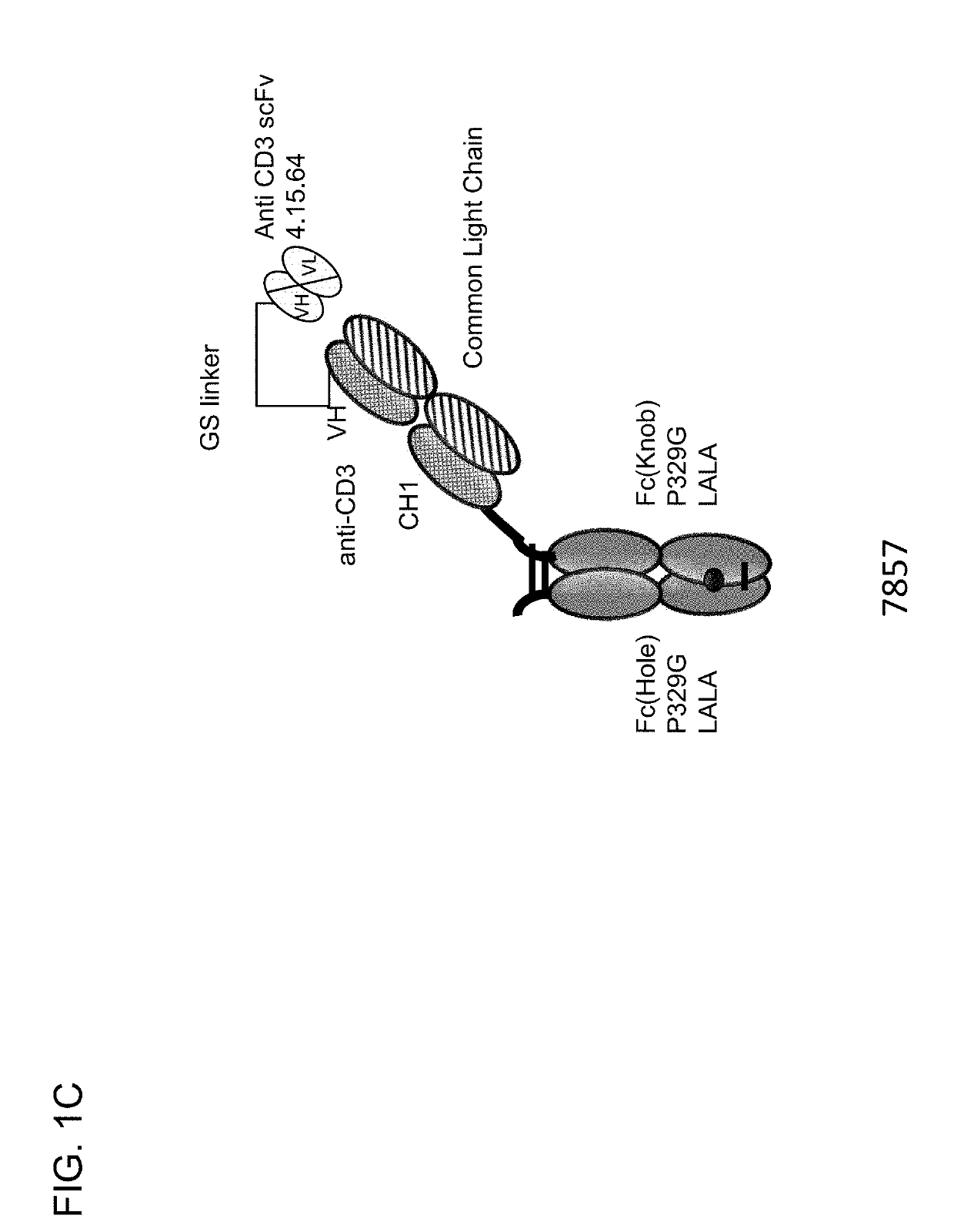 Protease-activated t cell bispecific molecules