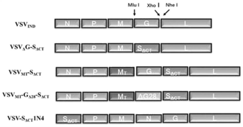 Recombinant VSV virus for expressing SARS-CoV-2 spike protein (S) or variant thereof, and construction and application thereof