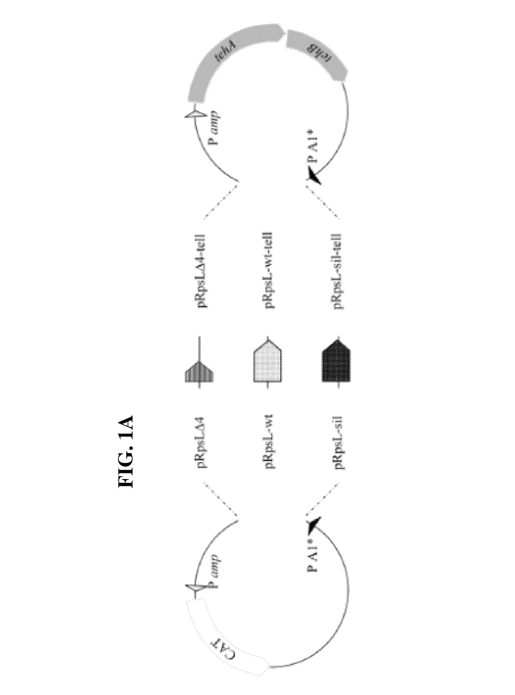 Bacteriophages for reducing toxicity of bacteria