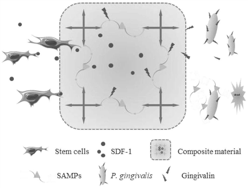 A dual-functional material targeting antibacterial and in situ promoting bone formation and its preparation method and application