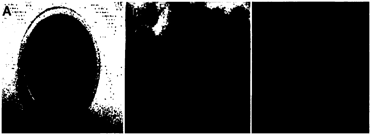 Monascus purpureus strain and application thereof to food preparation