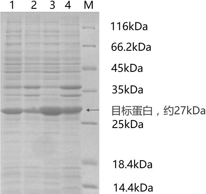 A method for preparing (r)-3-hydroxy-5-hexenoate