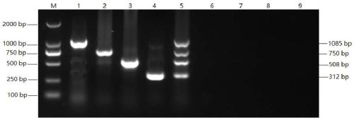 A kind of multiple PCR detection kit for diagnosing fadv/mdv/alv/rev4