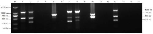 A kind of multiple PCR detection kit for diagnosing fadv/mdv/alv/rev4