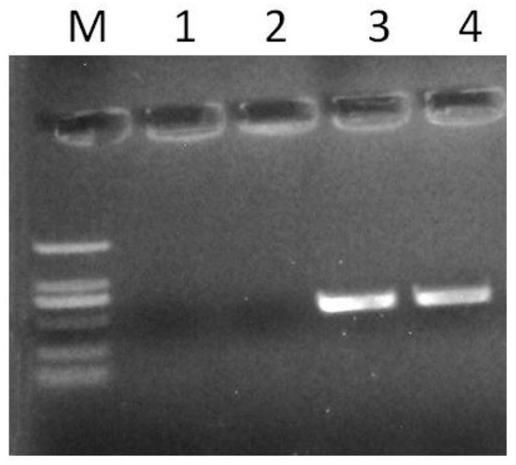 RPA primer and detection method for detecting banana streak virus GF isolate