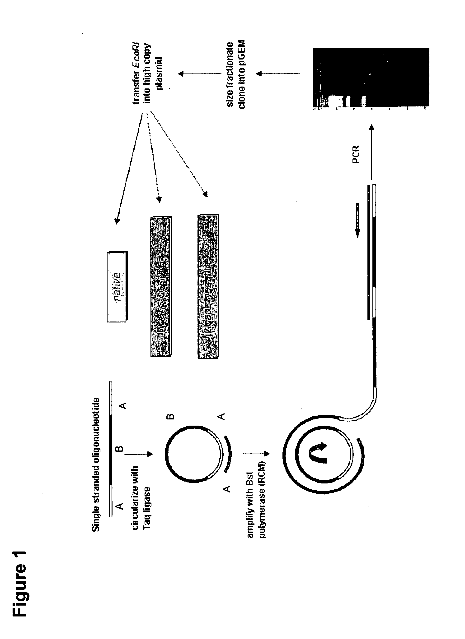 Transcription factor decoys, compositions and methods