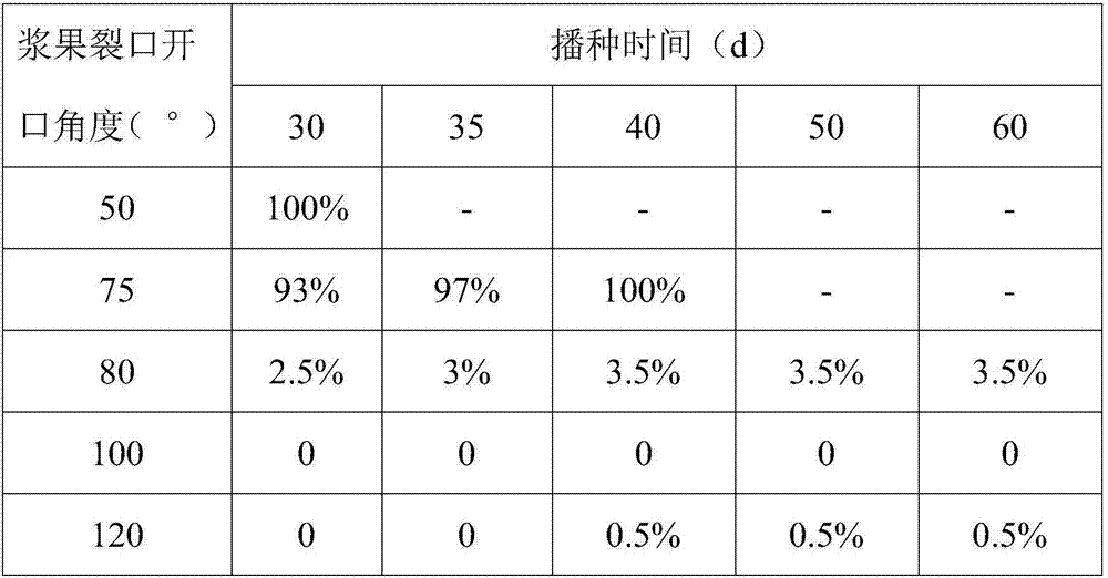 Rhizoma-paridis-seed-maturity detection method