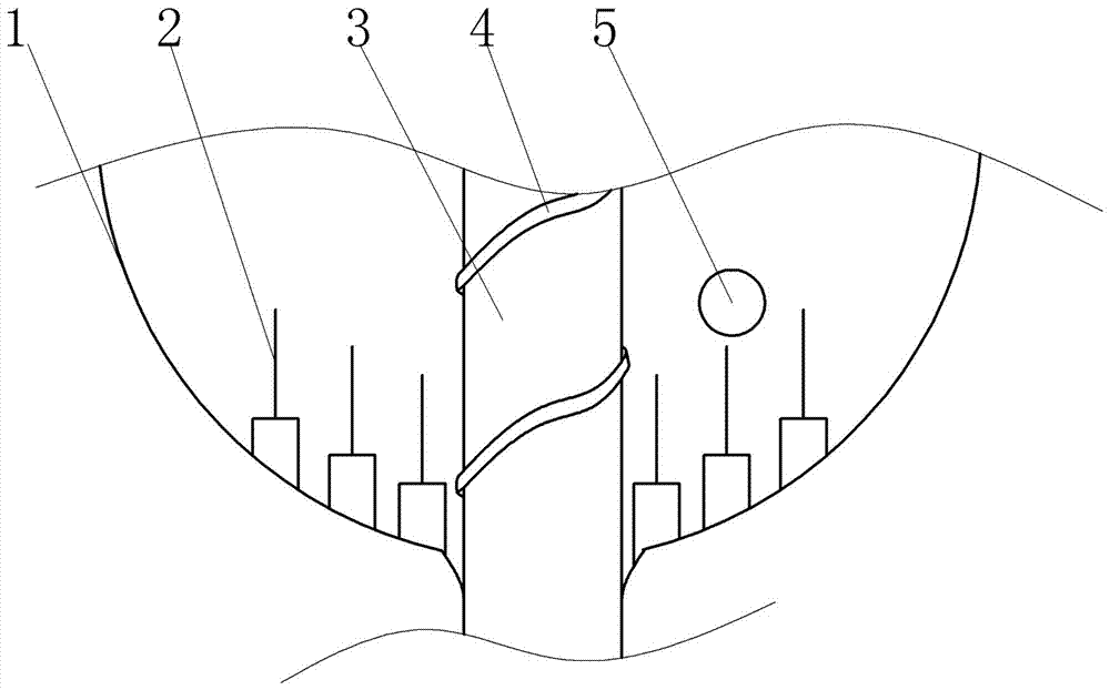 Planting method for shortening ripening period of actinidia chinensis