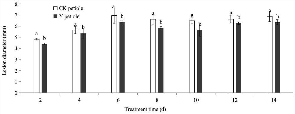 Application of saccharomyces cerevisiae in postharvest disease control, storage and preservation of baby Chinese cabbage