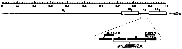 Porcine pseudorabies virus gene deletion strain, vaccine composition, preparation method and application thereof