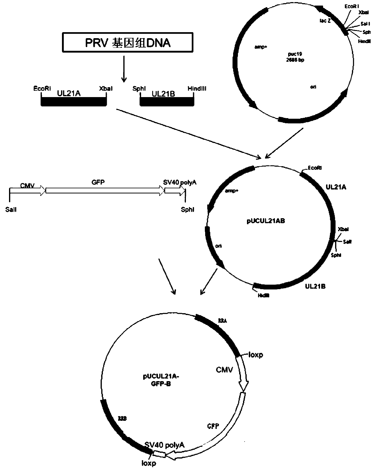 Porcine pseudorabies virus gene deletion strain, vaccine composition, preparation method and application thereof